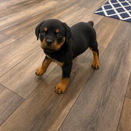 Daisy - Black and mahogany female Rottweiler puppy in Parker, Colorado from Denver Rotties