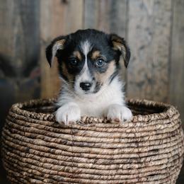 SGA - White and black male Pembroke Welsh Corgi puppy in Morrison, Oklahoma from Laird Farms