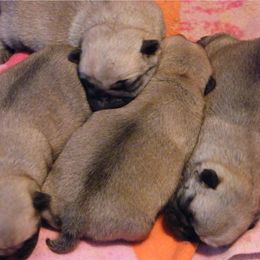 Pug Puppies from Mountain Aire Pugs