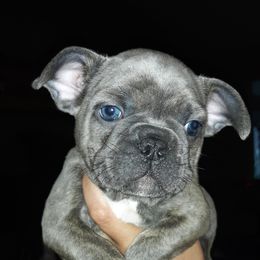 French Bulldog Puppies from Sproull's Fabulous French Bulldogs of Howell of Michigan
