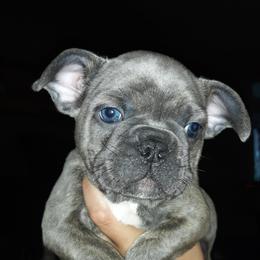 French Bulldog Puppies from Sproull's Fabulous French Bulldogs of Howell of Michigan