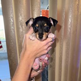 Pup 3 - White black and tan female Toy Fox Terrier puppy in Clermont, Florida from Debbie Hiles's Toy Fox Terriers