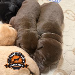 Cinnamon Toast - Chocolate female Labrador Retriever puppy in Dickson, Tennessee from Cane Creek Labradors