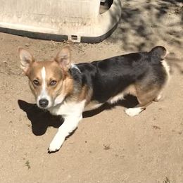 Hemi - Pembroke Welsh Corgi