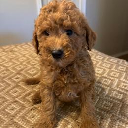 Blue collar boy - Red  male Goldendoodle puppy in Vian, Oklahoma from Dog Days Doodles