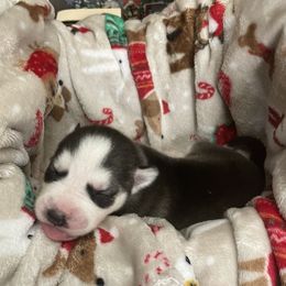 Siberian Husky Puppies from McDonald's Homegrown Huskies