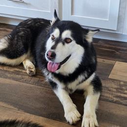 Rebel - Seal and white female Alaskan Malamute puppy in Brookwood, Alabama from Sunset Malamutes