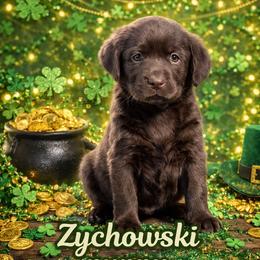 Chocolate girl1 - 6387 - Chocolate female Labrador Retriever puppy in Brandywine, Maryland from QVR Labradors and Leonbergers