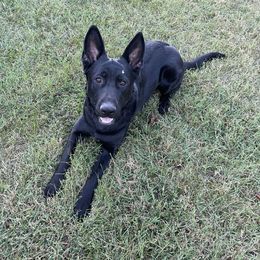 Bera - Black female German Shepherd puppy in Fredericksburg, Virginia from Trinity German Shepherd Dogs