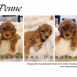 Penne - Red merle female Aussiedoodle puppy in North Royalton, Ohio from Johnson's Doodles