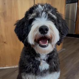 Queenie - Bernedoodle