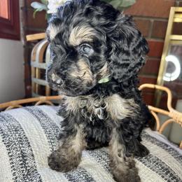 Light Green Collar - Phantom male Bernedoodle puppy in Riverside, California from Wimbledon Bernedoodles