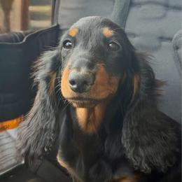 Willa - Dachshund