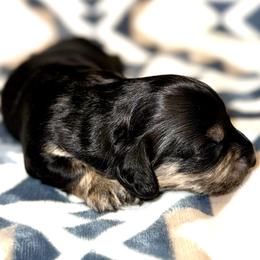 Puppy 4 - Black and cream female Dachshund puppy in Fredonia, Arizona from Desert Horizon Dachshunds