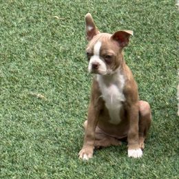 Amka - Lilac female Boston Terrier puppy in Monroe, Washington from Nordkyn Boston Terriers