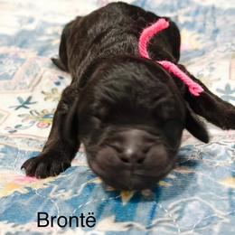 Bronte - Black female Goldendoodle puppy in Pasco, Washington from Camp Doodle Woods