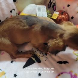 Dachshund Puppies from CLARK'S BREEDING PROGRAM