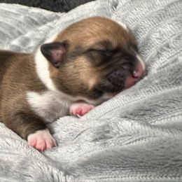 BB boy 3 - White and red male Pembroke Welsh Corgi puppy in Dickinson, Texas from Gulf Coast Corgis