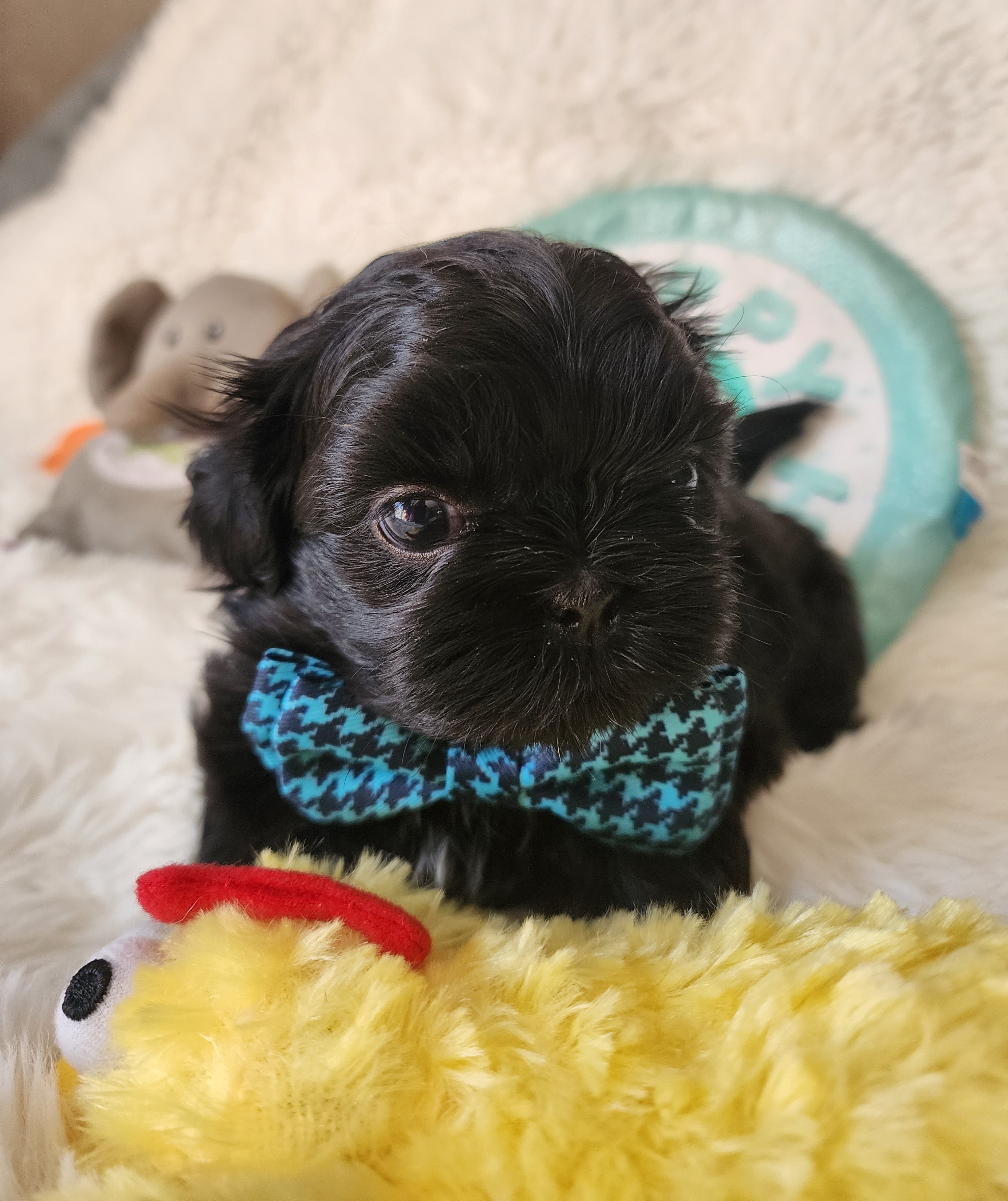 Shih Tzu Puppies from Grandma Ts Precious Puppies