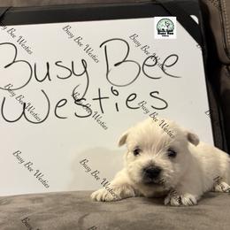 Valentine's Ready Black - White male West Highland White Terrier puppy in Colorado from Busy Bee Westies