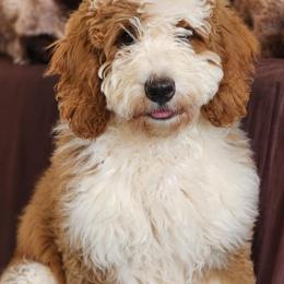 Nori - Bernedoodle