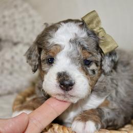 River - Blue merle male Bernedoodle puppy in Apple Creek, Ohio from Cuddle Paws