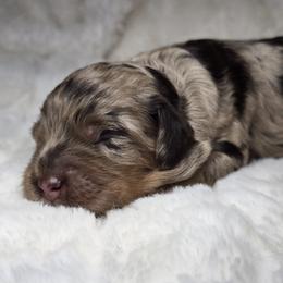 Cockapoo puppies from Jam's Doodles And Poodles