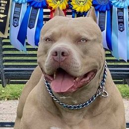 American Bullies from XLVI Bully camp LLC