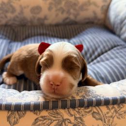 Feeny - Red male Australian Labradoodle puppy in Summerfield, North Carolina from Four Oaks Labradoodles