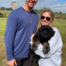 Aussiedoodle, Bernedoodle, Double Doodle, and Goldendoodle Puppies from Dandy Doodle Ranch