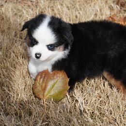 Black Tri Most White 2 Blue Eyes - Black tri male Miniature Australian Shepherd puppy in Lawton, Oklahoma from Lindsey’s Aussies