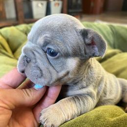 Sneezy - Blue fawn male French Bulldog puppy in Rathdrum, Idaho from Smart Pomskies and Frenchies