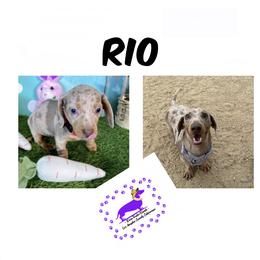 Dachshund All Grown Up from Doxie Tracks Ranch