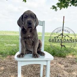 Tomato - Blue female Great Dane puppy in Sac City, Iowa from Northern Great Danes of Colorado & Iowa