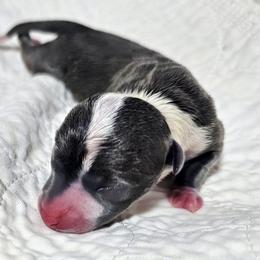 Oh My Darling - White and blue female Italian Greyhound puppy in Cadwell, Georgia from All The DoDa Day Italian Greyhounds