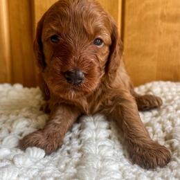 Cookie is pink collar female from Stroodles Bake Sale litter - Red  female Goldendoodle puppy in Hamilton, Montana from Stroodles Doodles