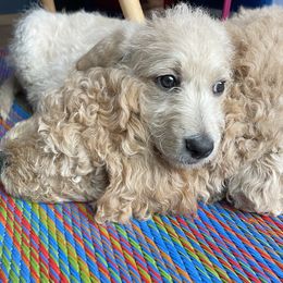 Double Doodle Puppies from Riverside Doodles in Seattle (double doodles)
