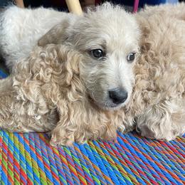 Double Doodle Puppies from Riverside Doodles in Seattle (double doodles)