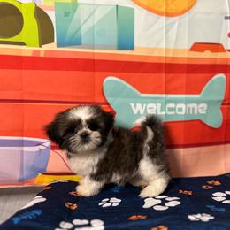 CKC Girl 1 - Brindle and white female Shih Tzu puppy in Houston, Texas from Paws n Claws