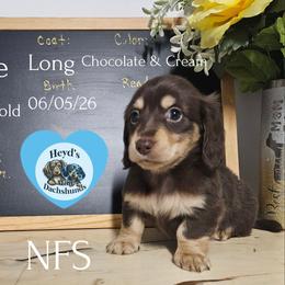 Ernie - Chocolate and cream male Dachshund puppy in Hoquiam, Washington from Heyd's Mini Dachshunds
