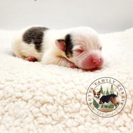 Jackpot - Gray and white male American Corgi puppy in Cameron, North Carolina from Butts Family Corgis