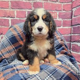 Brayden - Black rust and white male Bernese Mountain Dog puppy in Greenwood, Delaware from A&A Greenwood Puppies