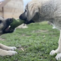 Anatolian Shepherd Dog Puppies from Wild Rooster Family Farm – AKC Anatolian Shepherd Breeder, OFA Health Tested