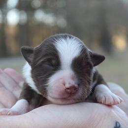 Pluto - Red tri-color male Australian Shepherd puppy in Star City, Arkansas from Circle P Farm Australian Shepherds
