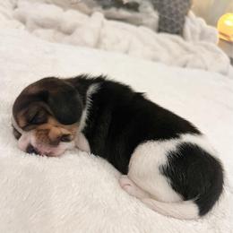 Twinkle - Black tan and white female Beagle puppy in Brownsboro, Texas from Willow Bark Beagles