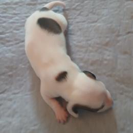 Polka dotted boy - Piebald male Dachshund puppy in Cedar Rapids, Iowa from Paulassillydogs