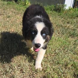 Beretta - Black tri-color female Australian Shepherd puppy in Abilene, Texas from S&K Aussies N' Rotties