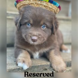 Cedar - Red tri-color male Australian Shepherd puppy in Marshall, Virginia from Greywood Farm Aussies