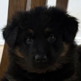 German Shepherd Puppies from Circle Oaks Shepherds