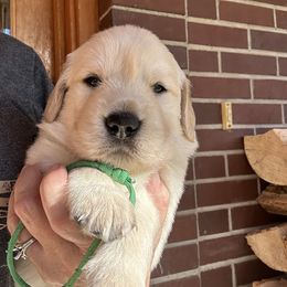 Boy 2 - Light golden male Golden Retriever puppy in Boise, Idaho from Clear Creek Goldens